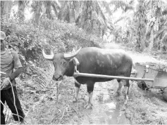  ??  ?? A good draft buffalo in an oil palm plantation.