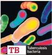  ??  ?? TB Tuberculos­is bacteria