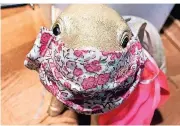  ?? RP-FOTOS (4): BRIGITTE PAVETIC ?? Auch das Trinkgeld-Schweinche­n auf dem Markt trägt Maske.