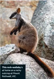  ??  ?? This rock-wallaby is at home on a rocky outcrop at Mount Rothwell, VIC.