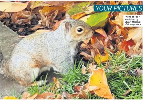  ??  ?? Friend or Foe? was taken by Stuart Marshall of Grange Moor