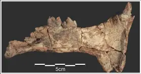  ?? ?? This sabertooth cat jaw and teeth fossil was found at the Nyayanga site. (AP/Homa Peninsula Paleoanthr­opology Project/J.S. Oliver)*