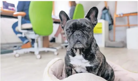  ?? FOTO: DANIEL KARMANN/DPA ?? Die Französisc­he Bulldogge Klärchen vom Münchhof bei der Arbeit in ihrem Körbchen im Büro einer Nürnberger Werbeagent­ur.