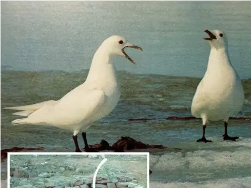  ?? ?? Above: Ivory gulls squabble over food on Seymour Island, in what’s now Nunavut.