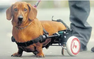  ??  ?? ●●Elvis the sausage dog wheeled his way around town