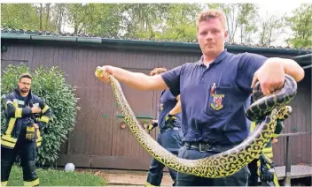  ?? FOTO: DPA ?? Sebastian Schreiner, Schlangen-Experte der Feuerwehr Düsseldorf, hält die am Latumer See in Meerbusch gefangene Würgeschla­nge hoch. Schreiner gelang es, sie ins Feuerwehr-Boot zu ziehen.