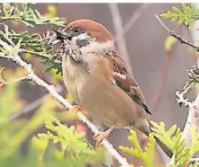  ?? ?? Der Feldsperli­ng ist etwas seltener als der gemeine Spatz und auch etwas scheuer.