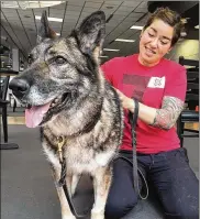  ?? TY GREENLEES / STAFF ?? Military Working Dog Floor was reunited with her handler SSgt. Amanda Urie at Dayton Internatio­nal Airport on Tuesday following a trip from South Korea, where the dog was stationed with Urie two years ago.