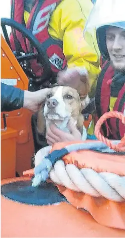  ??  ?? Bailey is cared for after being rescued from the foot of the cliffs by the RNLI.