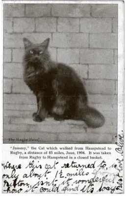  ??  ?? ABOVE: A postcard stamped and posted on 5 December 1904, featuring Jummy, the homing cat. TOP RIGHT: A 1904 report from the Plain Dealer
(taken from the Philadelph­ia Record) reveals that Jummy’s “remarkable” achievemen­t was considered newsworthy on the other side of the Atlantic.