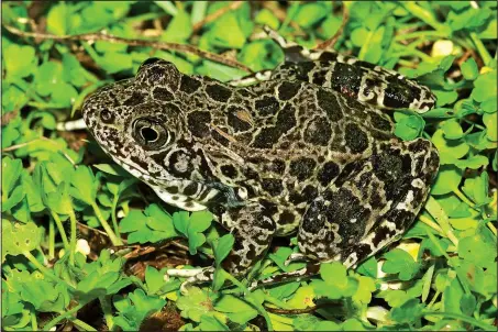  ?? COURTESY PHOTO/KORY ROBERTS, ARKANSAS FROGWATCH ?? The crawfish frog sounds like a hog eating or someone snoring when it begins its mating call in mid-March. This medium-size species of frog is native to the prairies and grasslands throughout the Arkansas River Valley, but also in Northwest Arkansas....