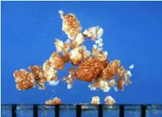 Kidney and Bladder Stones in Cats and Dogs: Causes, Diagnosis, and ...