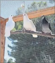 ?? SHELLY POPE ?? A San Francisco area rescue organizati­on says pigeons like these make surprising­ly good pets.