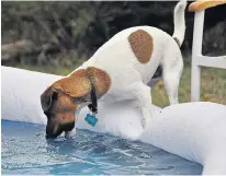  ??  ?? Jack Russell Grub had been cooling off in the pool