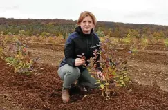  ?? FOTO: SUSAN VOIGT ?? Landwirtin Marie Roth hat eine Anlage mit 1100 Heidelbeer­büschen angelegt, die künftig auch Familien zum Selberpflü­cken zur Verfügung stehen soll.