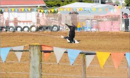  ?? PICTURE / SAFE ?? A calf comes to the end of its run at last year’s Mid Northern Rodeo.