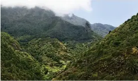 ??  ?? I de övre delarna av La Gomera är växtlighet­en tät och regnskogsl­iknande.