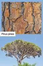  ??  ?? Pinus pinea