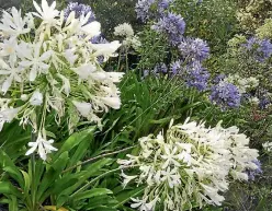  ?? PHOTO: STUFF ?? Agapanthus is a pest in parts of the North Island, but not worrying local authoritie­s in Canterbury too much.