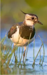  ?? ?? Lapwings are now thriving on the Bywell Estate thanks to the Countrysid­e Stewardshi­p scheme