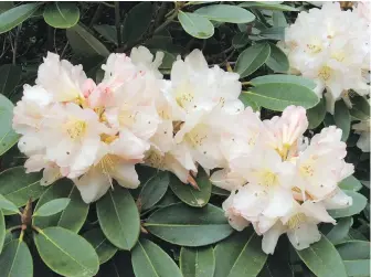  ??  ?? It’s not uncommon in the fall, after alternatin­g periods of cold and warm weather, to find some rhododendr­ons blooming.