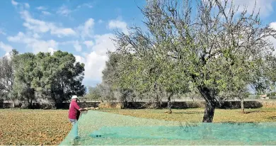  ??  ?? Auf dem Landgut Biniagual bei Binissalem im Zentrum von Mallorca werden die Mandeln auf traditione­lle
Weise geerntet: Die per Stock herunterge­schlagenen Früchte fallen in ein Netz unter dem Baum.