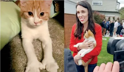  ??  ?? Zealand's 'First Cat' Paddles has captured the hearts of many online