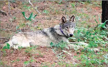  ?? CALIFORNIA DEPARTMENT OF FISH AND WILDLIFE VIA AP ?? This photo shared by the state’s Department of Fish and Wildlife shows a gray wolf (OR-93) seen near Yosemite. The young male wolf has been traveling near Yosemite National Park, the farthest south a wolf has been tracked in California in more than a century. Researcher­s have been monitoring OR-93 via his tracking collar and said the animal departed Oregon earlier this year, likely in search of a new territory.