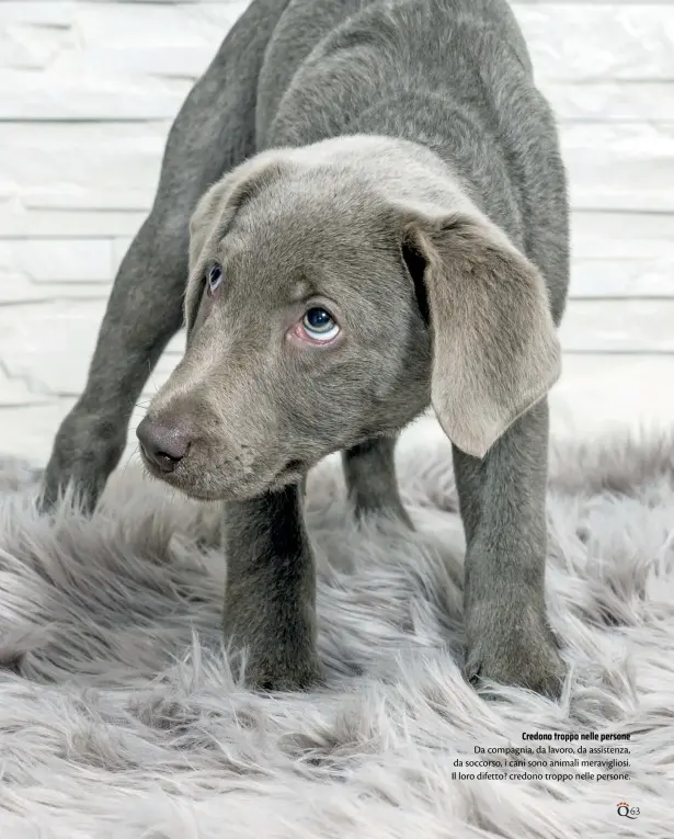  ??  ?? Da compagnia, da lavoro, da assistenza, da soccorso, i cani sono animali meraviglio­si. Il loro difetto? credono troppo nelle persone.