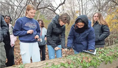  ?? MARK VERGARI/THE JOURNAL NEWS ?? Natalia Thiessen-Rodriguez, left, and Charlotte Golimbu, right, both juniors at Bronxville High School, work with eighth grader Liz Pressly in a tree coring exercise in Stephen Kovari’s Bronx River Research class. The upper-class students were working with eighth graders and fourth graders at various stations in the outdoor classroom, which included turbidity, macro invertebra­tes and water chemistry (pH).