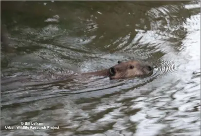  ?? PHOTO: COURTESY OF BILL LEIKAM — URBAN WILDLIFE RESEARCH PROJECT ?? A beaver swims in Matadero Creek in Palo Alto on Sept. 17.