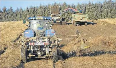  ?? Picture: Ron Stephen. ?? Lifting organic carrots at Layston Farm, Coupar Angus.