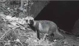  ?? GAO ERQIANG / CHINA DAILY ?? A raccoon dog roams a neighborho­od in Songjiang district, Shanghai.