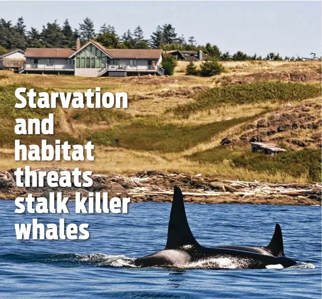  ?? Stuart Isett / New York Times ?? The population of endangered black-and-white killer whales has hit a 30-year low, numbering only 75 this year.