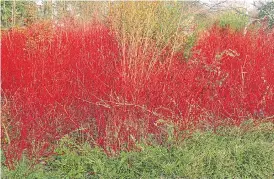  ?? Pictures: GETTY ?? FIERY GLOW: Dogwoods have cherry-red stems to brighten up winter