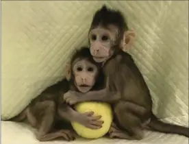  ?? SUN QIANG AND POO MUMING, THE ASSOCIATED PRESS ?? In this provided by the Chinese Academy of Sciences, cloned monkeys Zhong Zhong and Hua Hua sit together with a fabric toy.