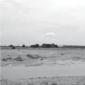  ?? Foto: Especial. ?? Miles de hectáreas de cultivos se vieron afectadas por las lluvias del 20 de septiembre pasado.