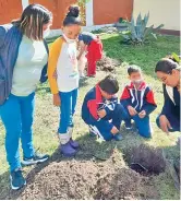  ?? /Foto: Martín Saldaña ?? Reforestac­ión. Próximamen­te plantarán otros 60 árboles silvestres.