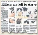  ??  ?? How we reported the cats’ discovery in woodland