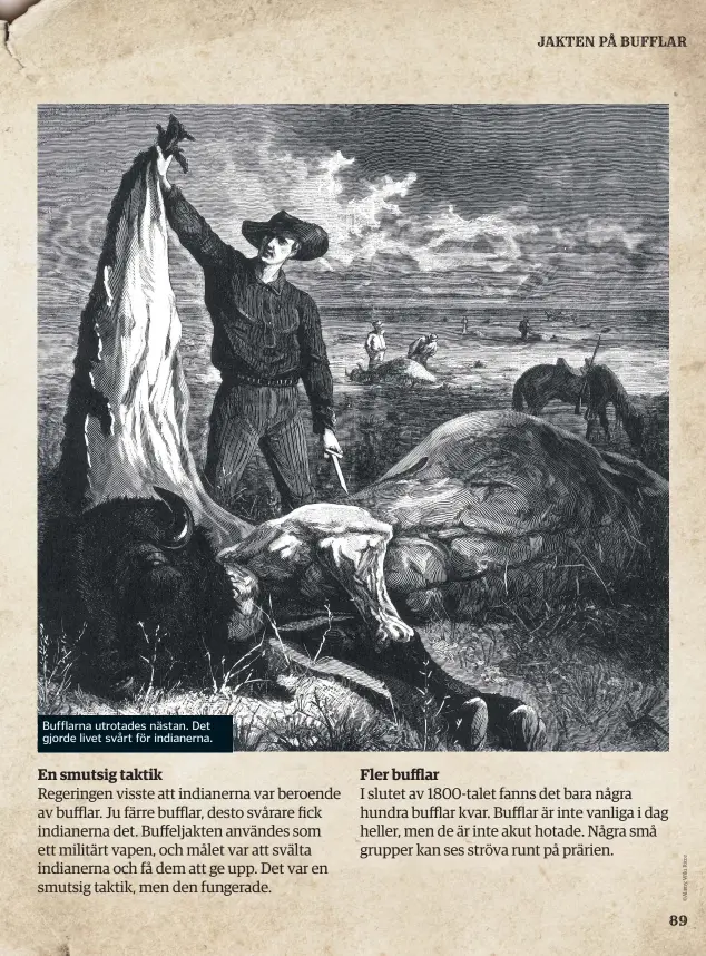  ??  ?? Bufflarna utrotades nästan. Det gjorde livet svårt för indianerna.
