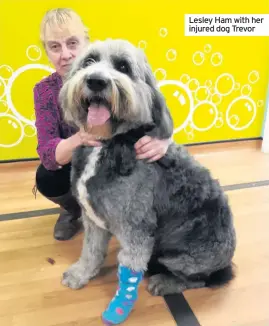  ??  ?? Lesley Ham with her injured dog Trevor