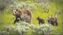  ?? DENNIS STOGSDILL ?? Mother grizzly Bear 399 and her four cubs.