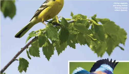  ??  ?? Citrine wagtails are faring better than European rollers ( below).