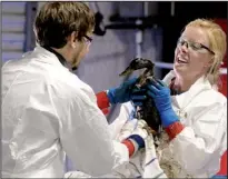  ??  ?? Arkansas Democrat-Gazette/STATON BREIDENTHA­L
Biologists Kevin Church (left) and Jessica Johns towel off a female mallard Friday at a Sherwood facility where they’re cleaning wildlife affected by the Mayflower oil spill.
