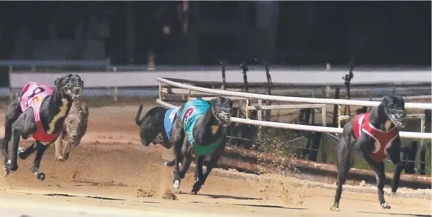  ?? Picture: JUSTIN BRIERTY ?? WAIT OVER: Cairns greyhound racing returns to Cannon Park tonight after a two-week break.