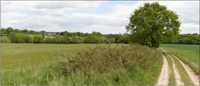  ??  ?? The site of the proposed 1,000-homes Sandleford Park developmen­t