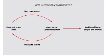  ?? SOURCE: CENTRES FOR DISEASE CONTROL AND PREVENTION ?? BELOW: The transmissi­on cycle of the West Nile virus. Infected mosquitoes feed on uninfected birds. The virus proliferat­es in the body of the bird, the virus’s natural host. An uninfected mosquito then feeds on the infected bird, thus becoming a vector. The mosquito transmits the virus when feeding on horses or other animals. As the virus does not proliferat­e as readily in horses, they are dead-end hosts and cannot transmit the virus to other animals.