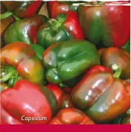  ?? ?? Capsicum