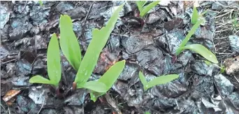  ??  ?? Très recherché en cuisine, l’ail des bois se prête à de nombreux plats. - Archives