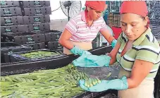  ??  ?? Productos alternativ­os como la ocra están permitiend­o la generación de empleos y de divisas a la zona sur de Honduras.